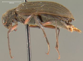 Media type: image;   Entomology 35447 Aspect: habitus lateral view